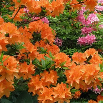 An Orange Azalea Mollis shrub2